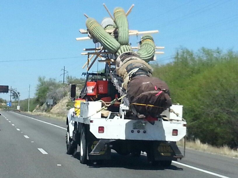 You can remove dead fronds and heavy stalks before storm season.