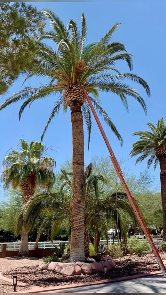 Use ropes for control on tall palms so fronds don’t crash down.