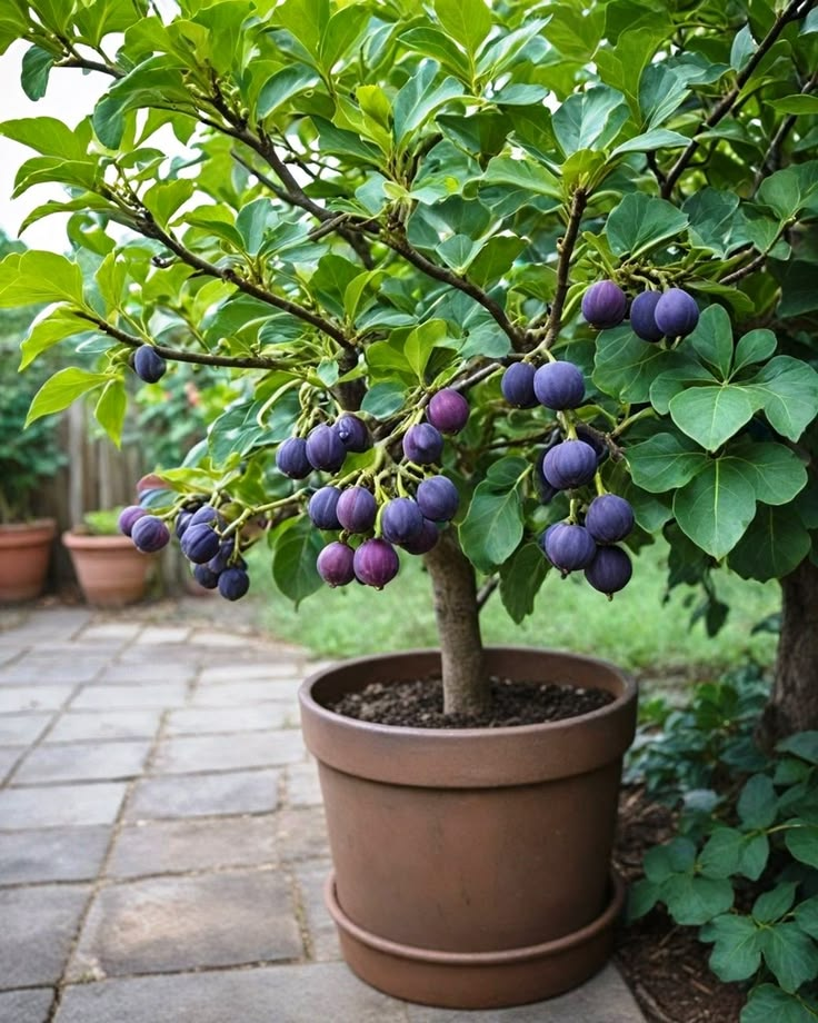 Care for Fig Trees in Summer