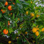 citrus tree