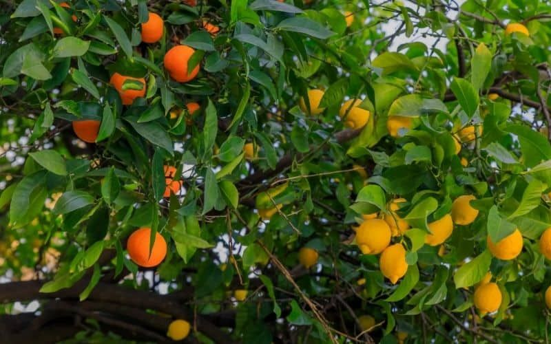citrus tree
