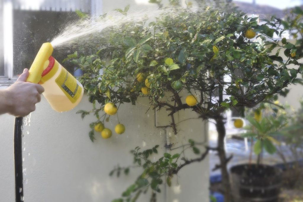 Water a Citrus Tree?