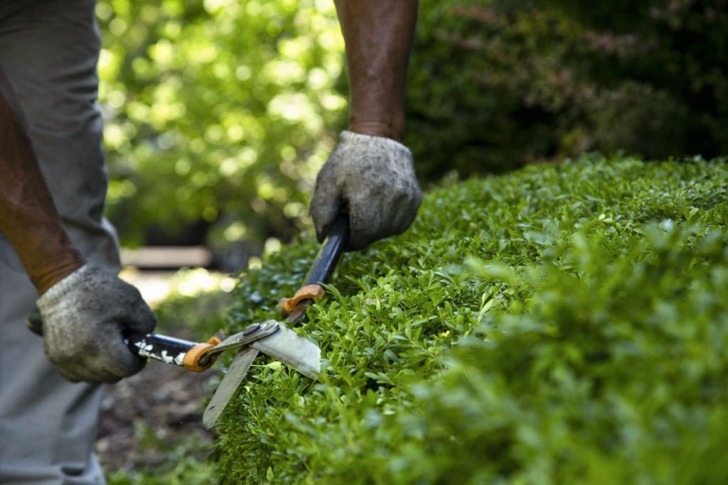 Pruning also keeps your yard easier to live in.