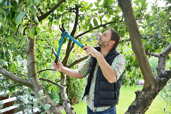 Tree Pruning Techniques and Tools.