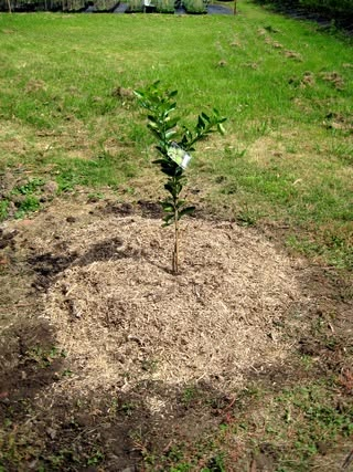 Fertilization of citrus tree.