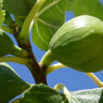 fig tree