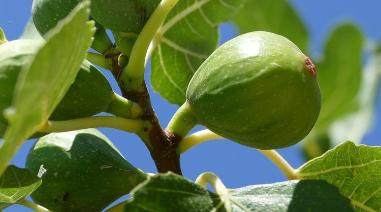 fig tree