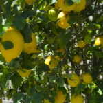 lemon tree grow in Scottsdale