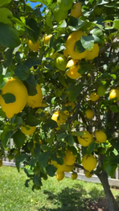 lemon tree grow in Scottsdale
