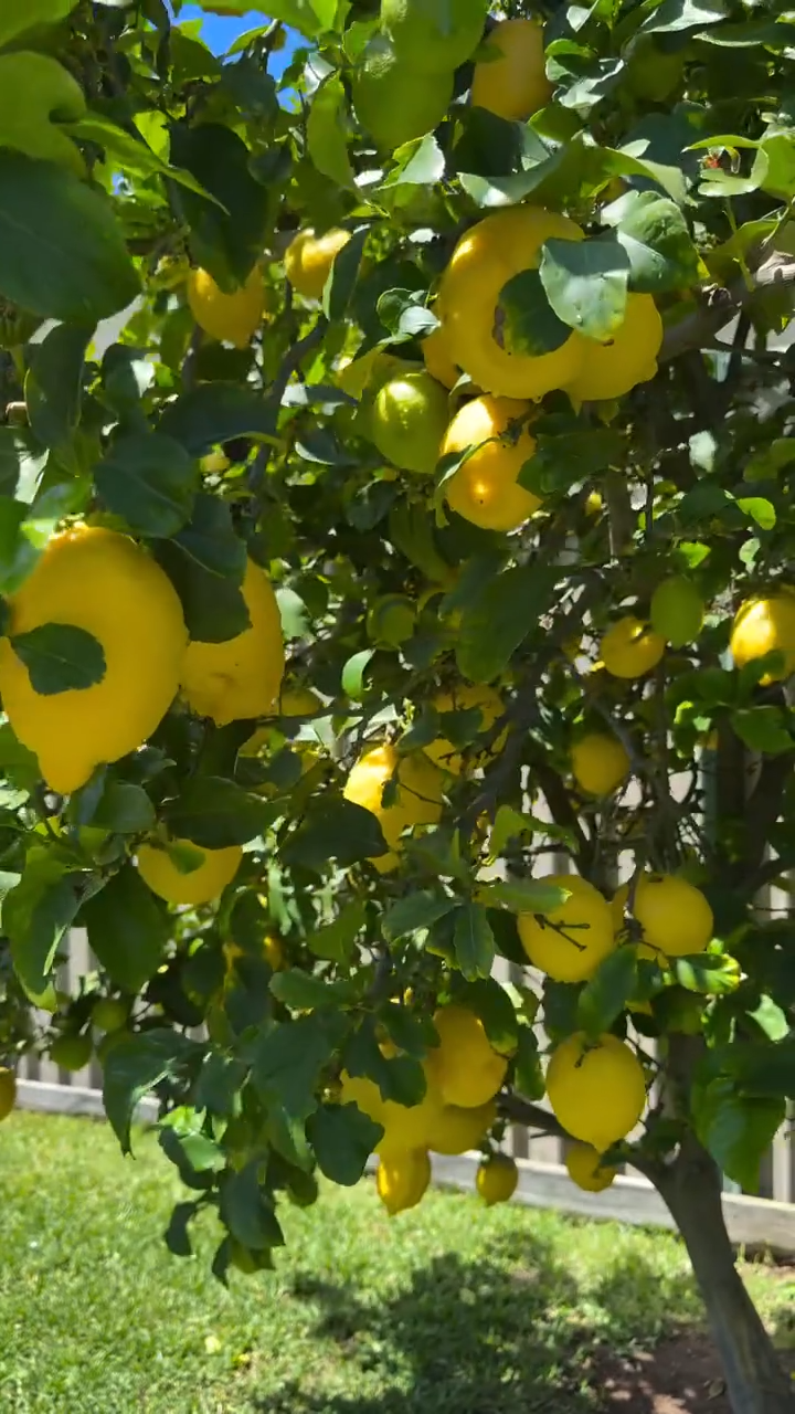 lemon tree grow in Scottsdale