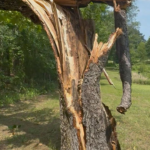 Cracked Tree