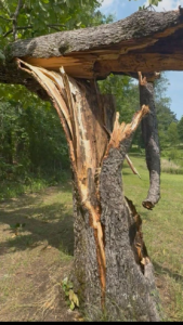 Cracked Tree