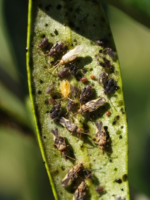 Tree Pests
