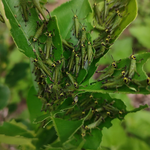 How to save tree from pests