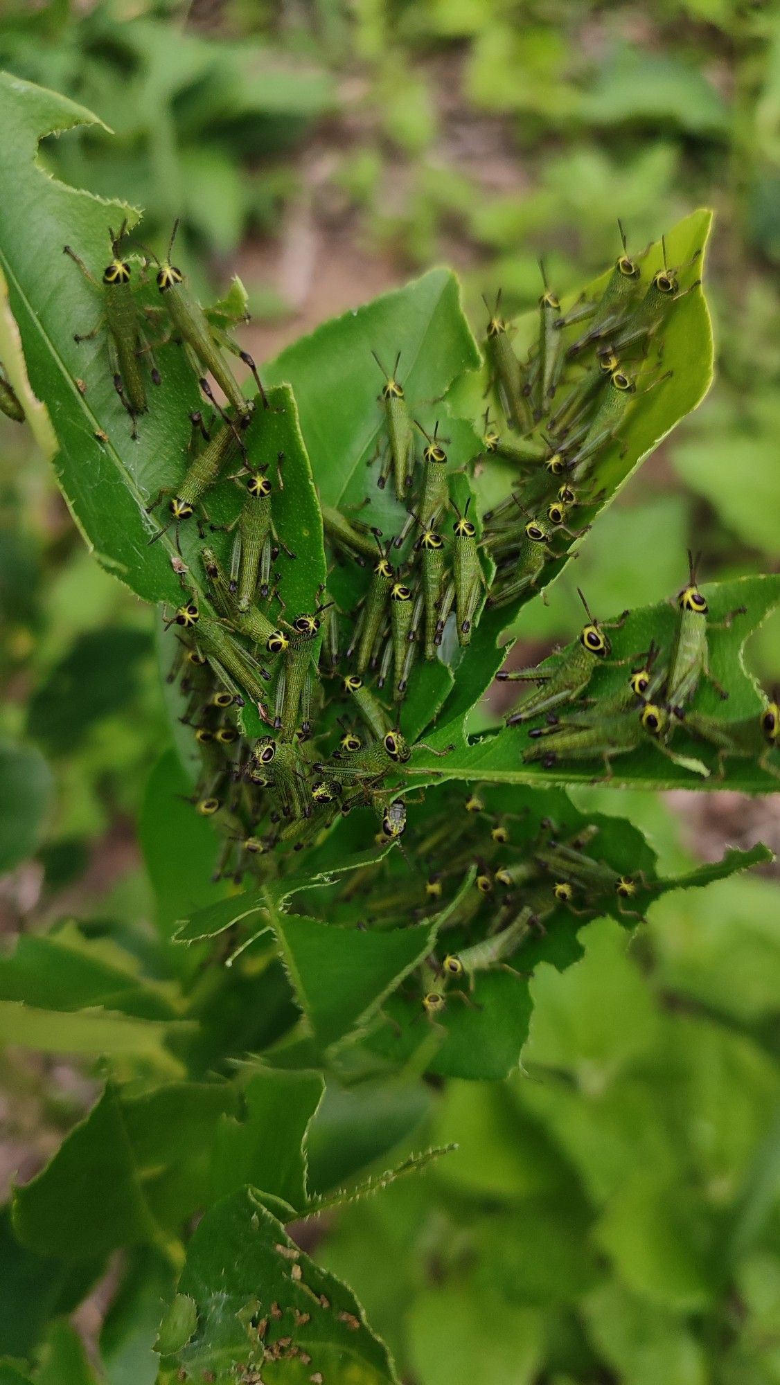 How to save tree from pests