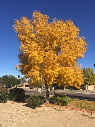 Early Fall.