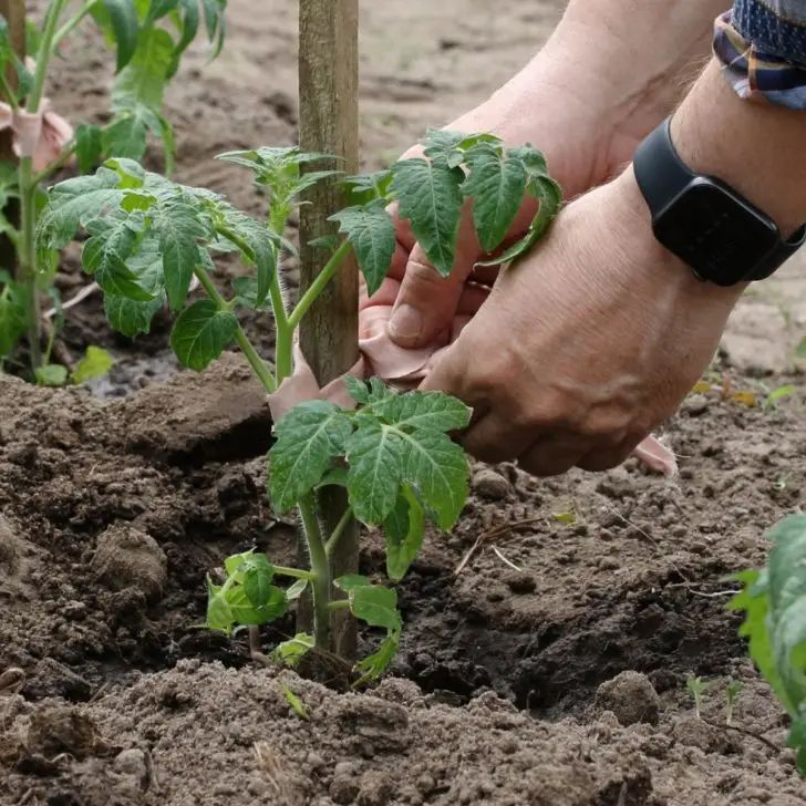 Planting depth and hole shape matter more than most people think.