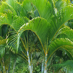 Palm Tree