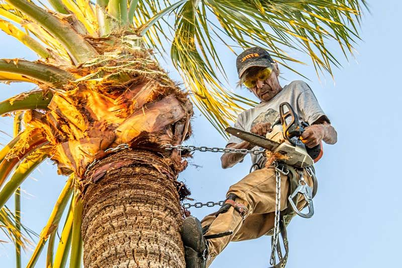 Palm Tree Trimming.