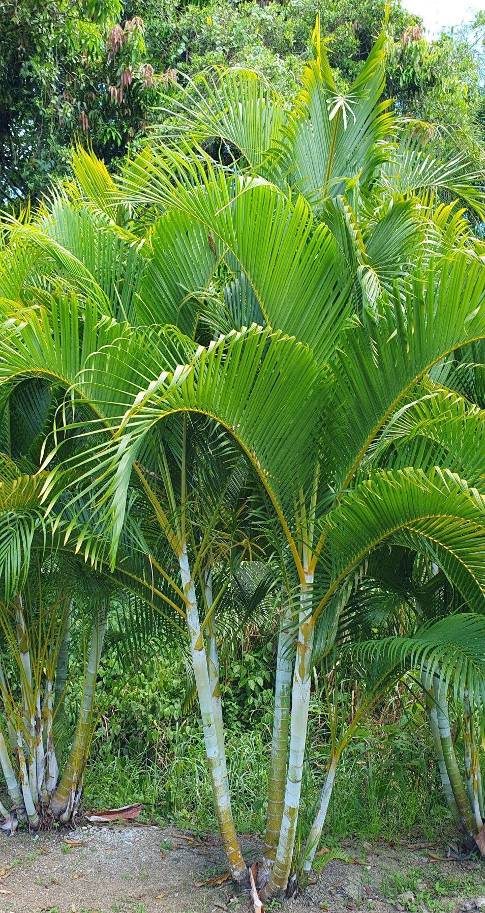 Palm Tree